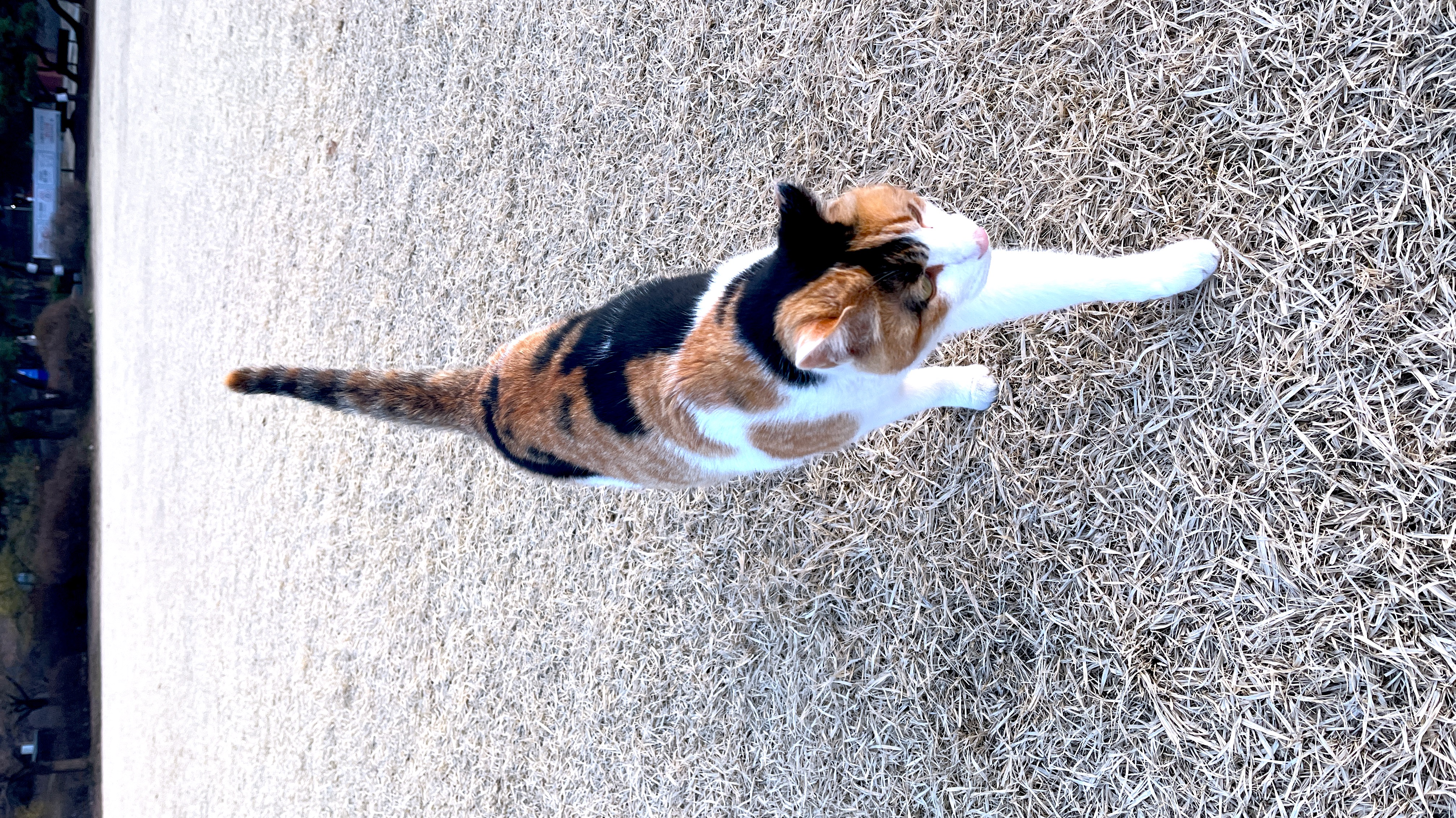 Olympic Park Cat