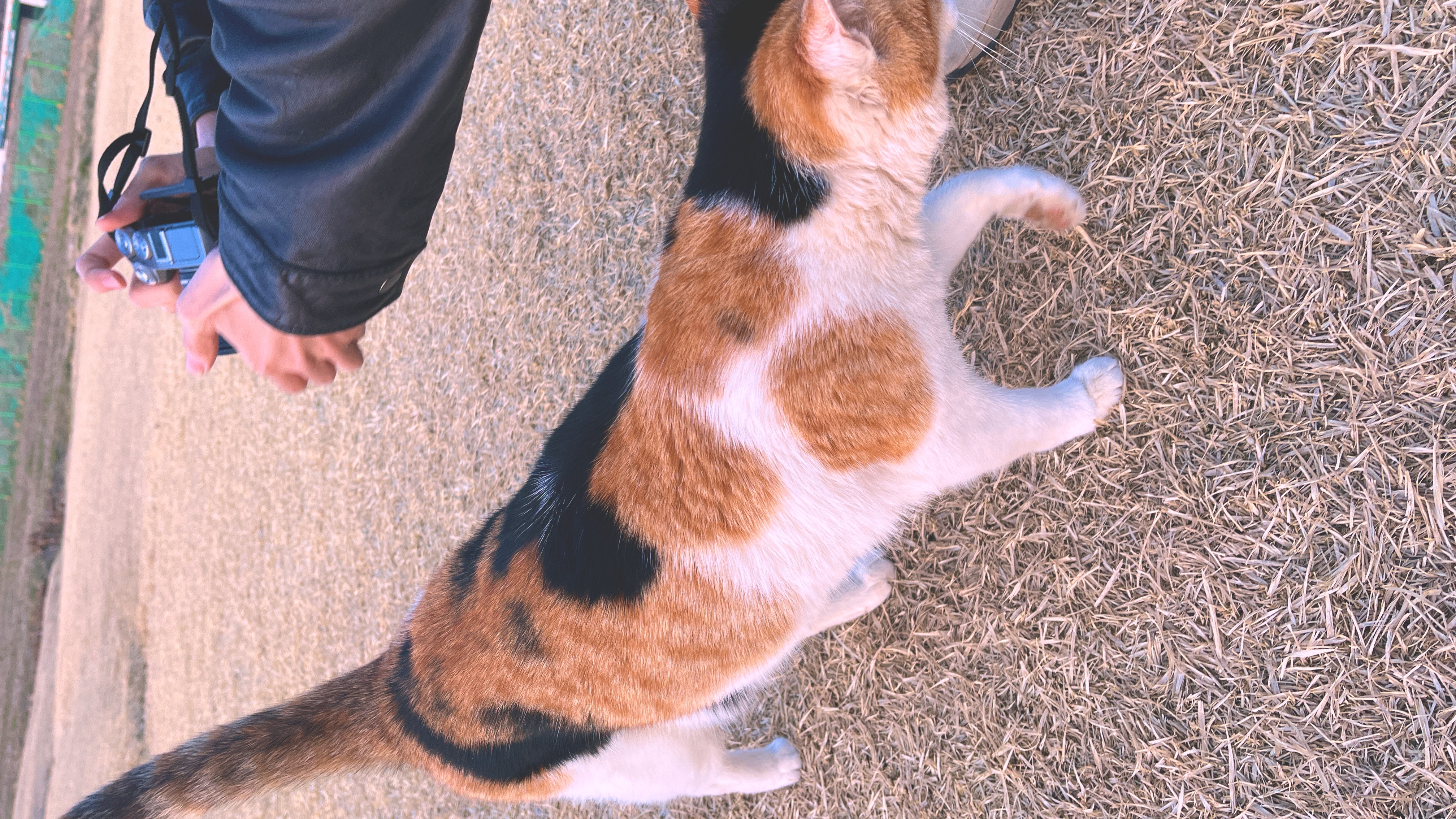 Olympic Park Cat