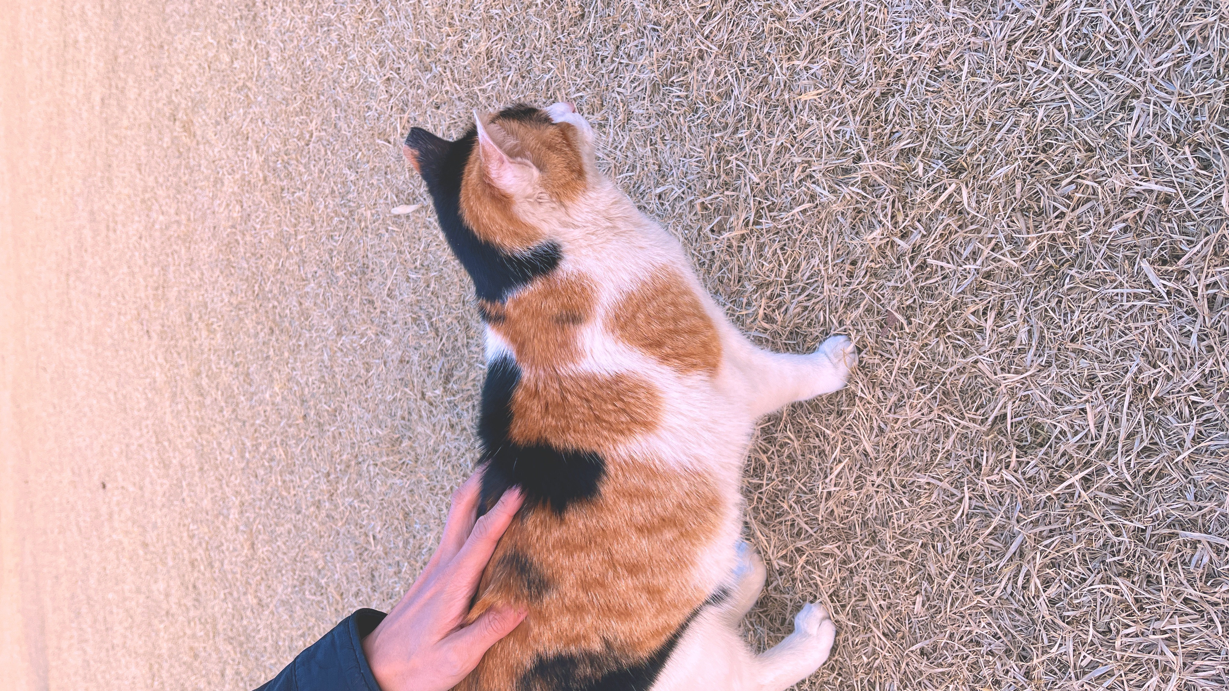 올림픽공원 냥이